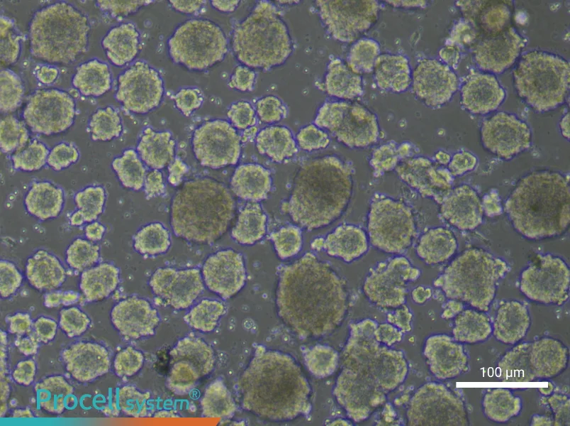 Mouse Enteric Neural Crest-Derived Stem Cell Complete Medium - 3