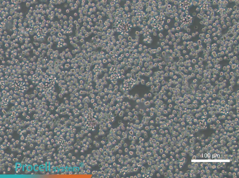 EL4 Cell Complete Medium - 1