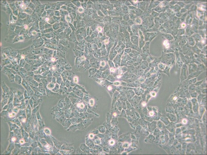 SK-N-AS Cell Complete Medium - small - 5