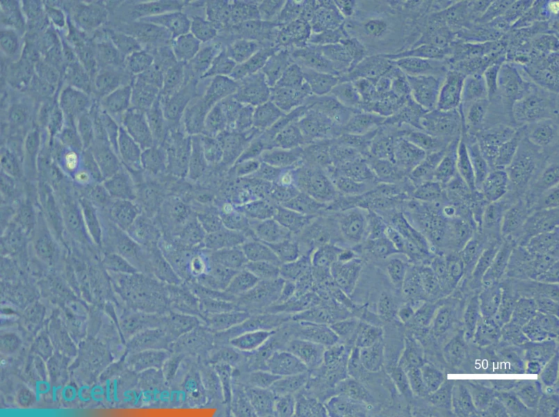 Human Small Intestinal Mucosal Epithelial Cell Complete Medium - 5
