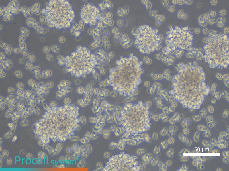 YAC-1 Cell Complete Medium - small - 5