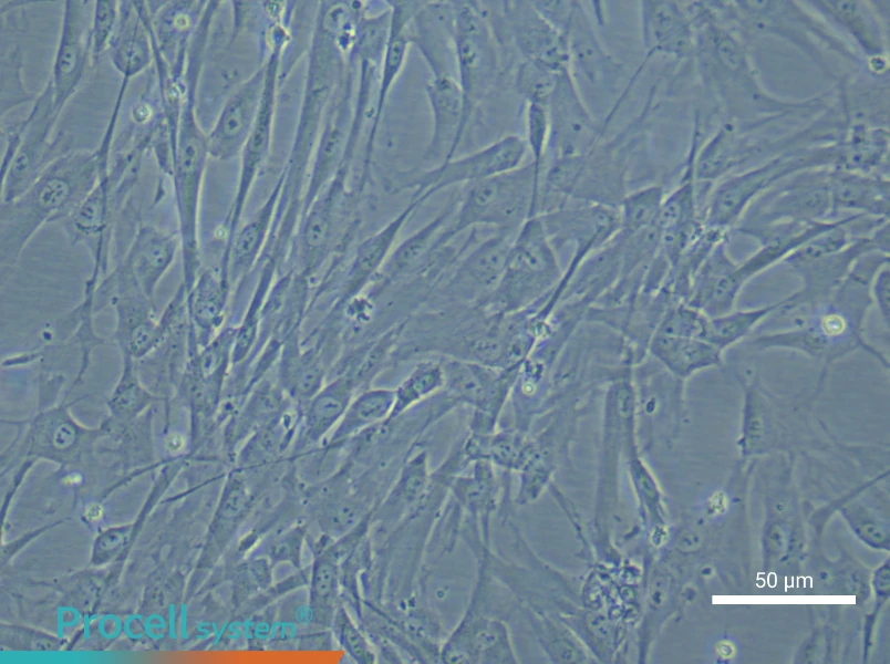 Human Umbilical Cord Mesenchymal Stem Cell Complete Medium - 6