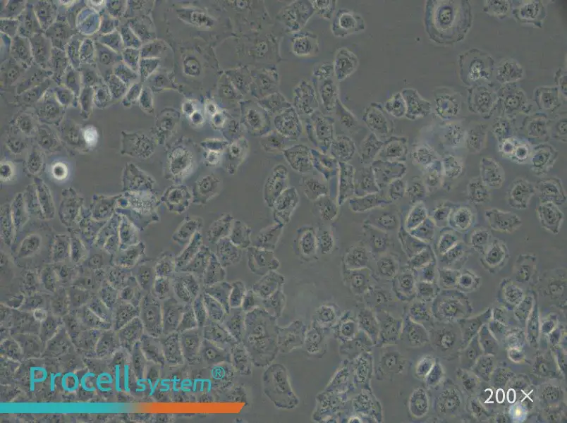 NCI-H838 Cell Complete Medium - small - 5
