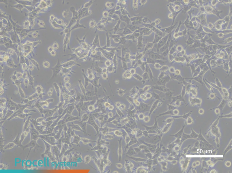 TCMK-1 Cell Complete Medium - 4
