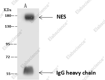 Nestin/NES Monoclonal Antibody - 6