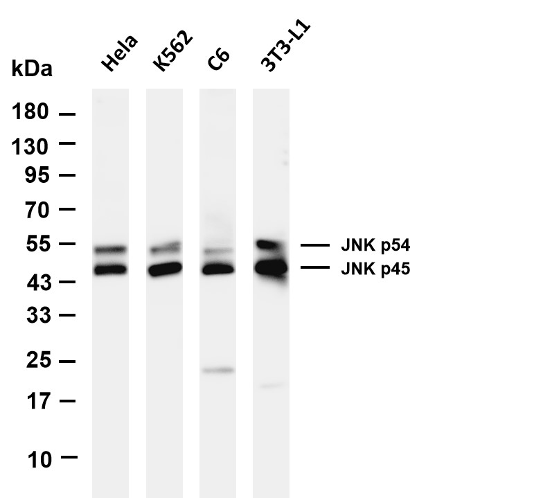 Recombinant JNK1/2/3 Monoclonal Antibody - 2