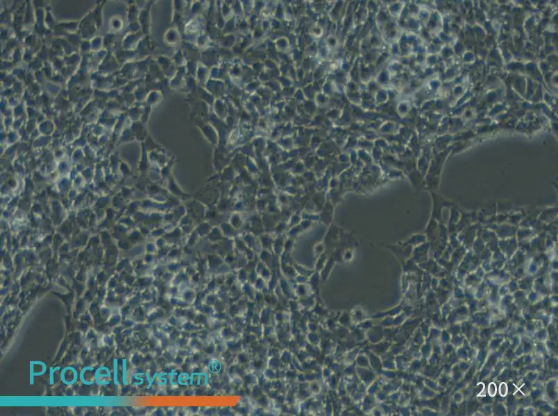 A-673 Cell Complete Medium - small - 6