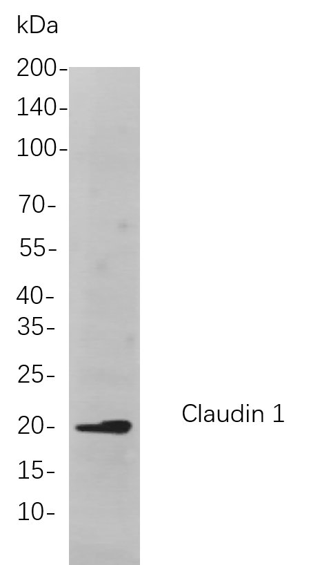 Recombinant Claudin 1 Monoclonal Antibody-searchlist-1