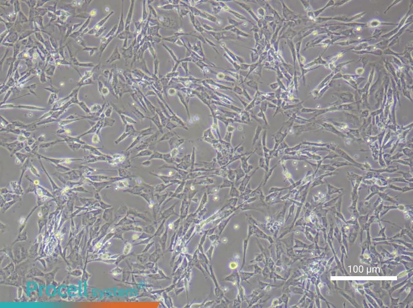 Rat Embryonic FibroblastsRat Embryonic Fibroblasts - 3