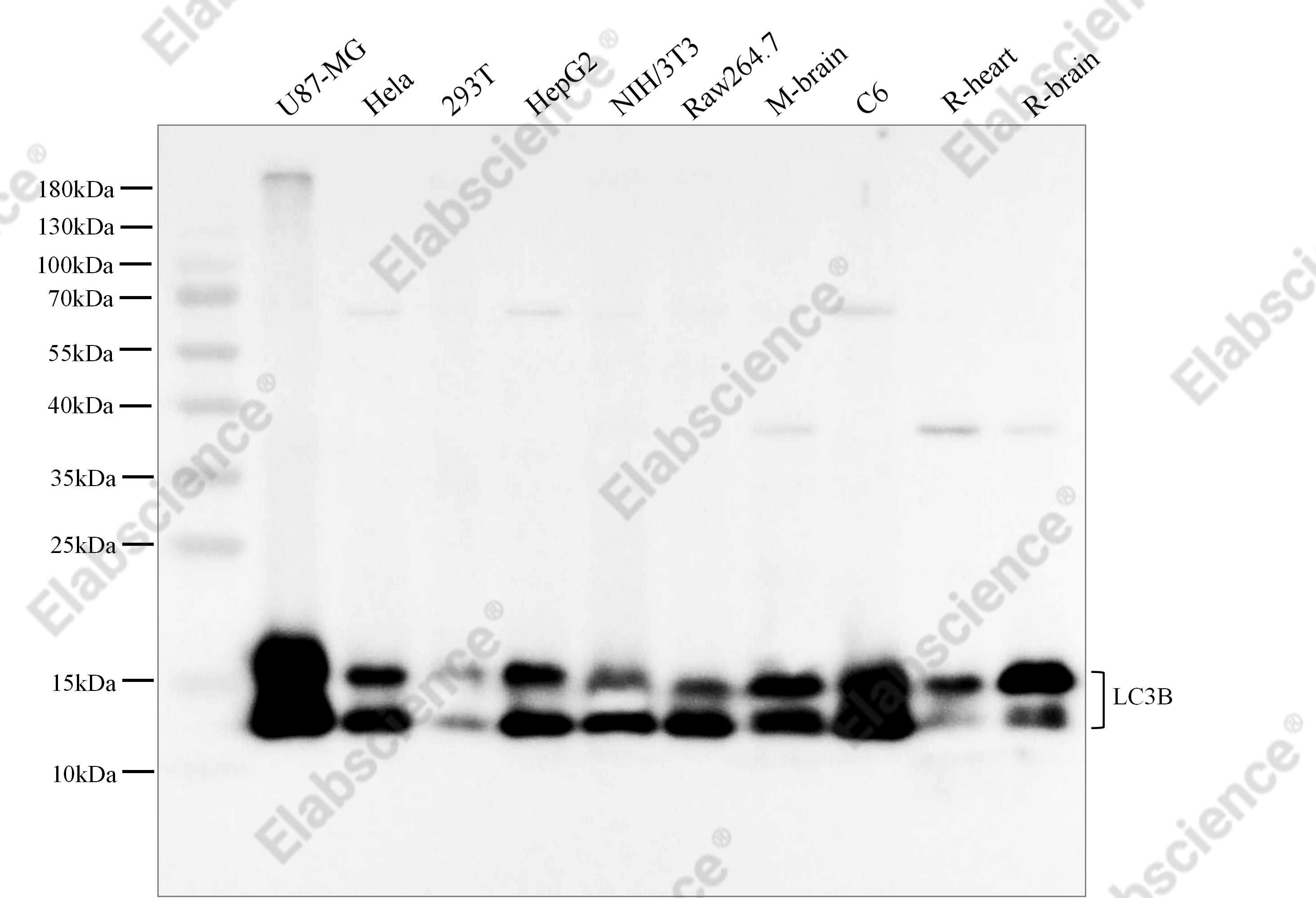 Recombinant LC3B Monoclonal Antibody - 1