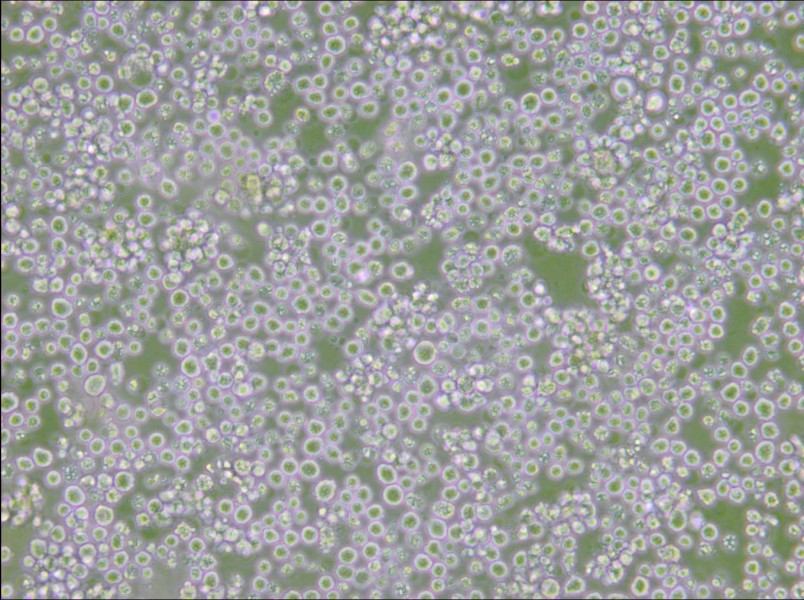 AE-2 Cell Complete Medium - 5