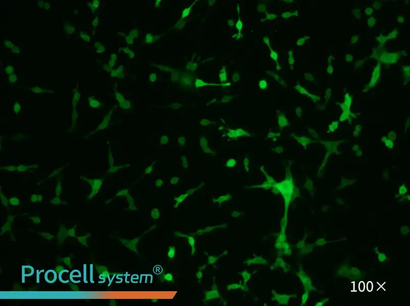 CT26.WT-GFP Cell Complete MediumCT26.WT-GFP Cell Complete Medium - 2