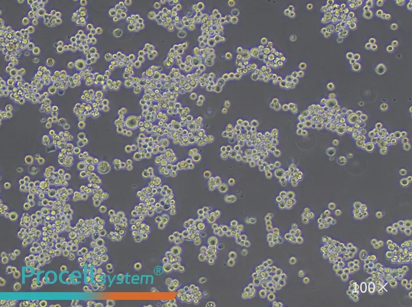 MDA-MB-453 (DMEM) Cell Complete MediumMDA-MB-453 (DMEM) Cell Complete Medium - 3