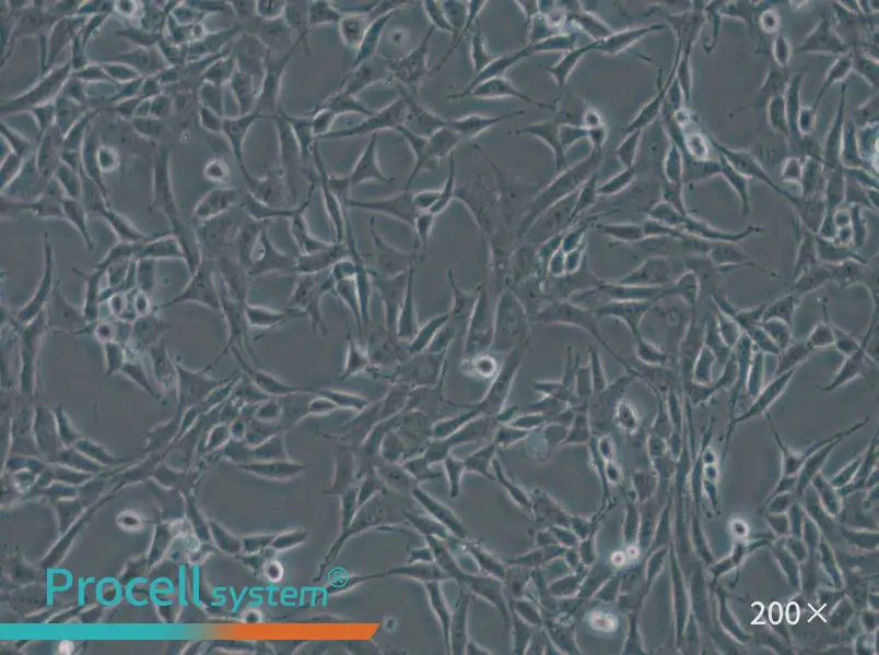 B104 Cell Complete Medium - small - 5