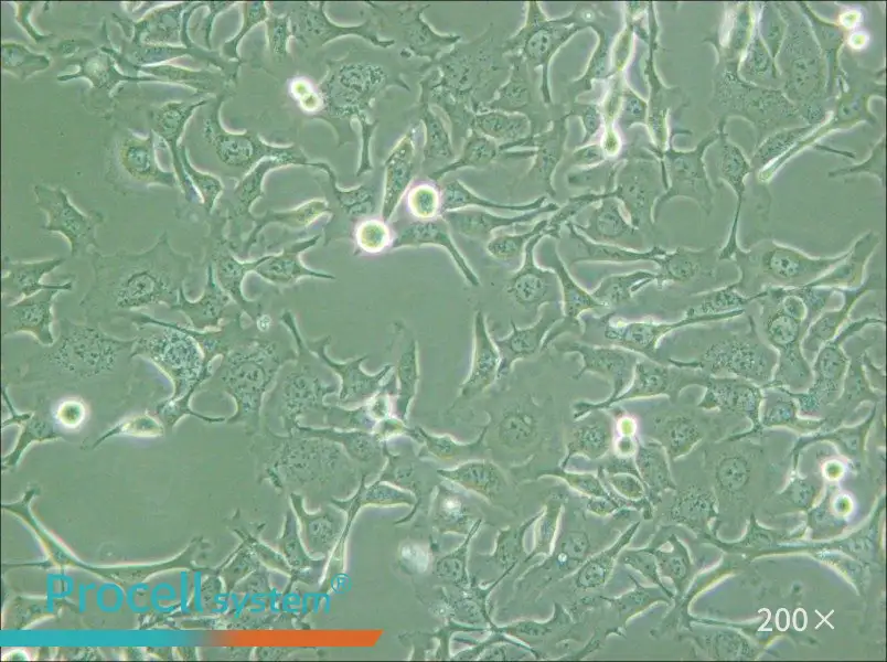 KYSE-410 Cell Complete Medium - small - 4