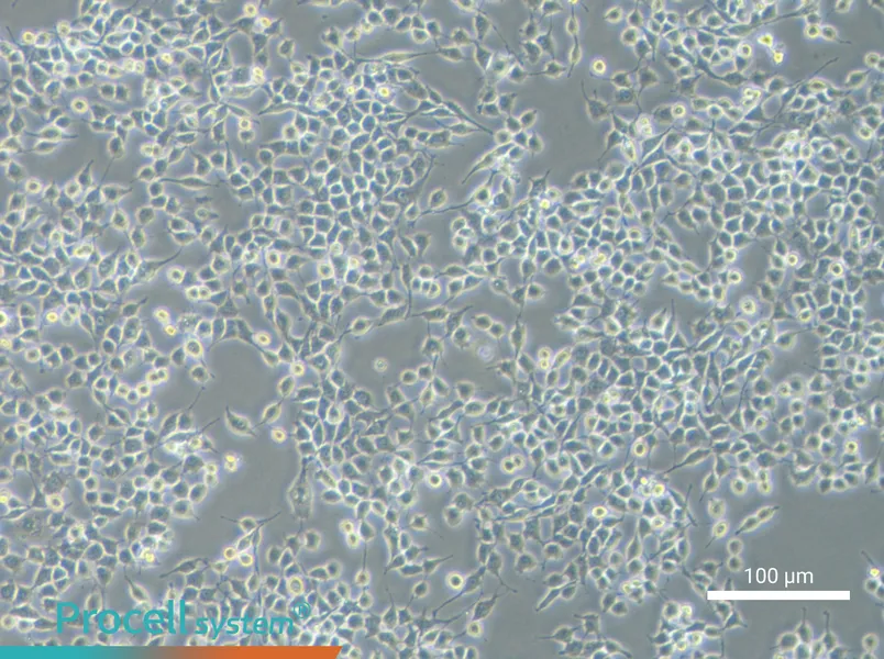 RSC96 Cell Complete Medium - 3