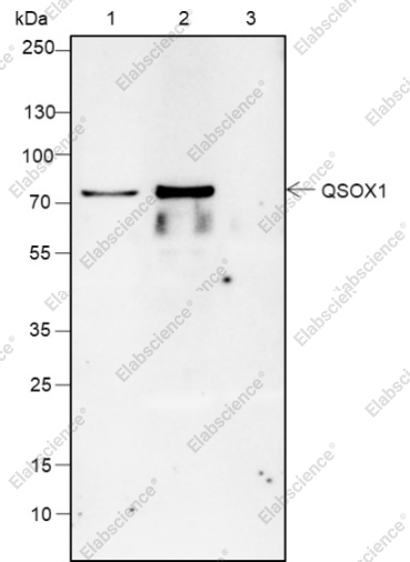 Recombinant QSOX1 Monoclonal Antibody - 3