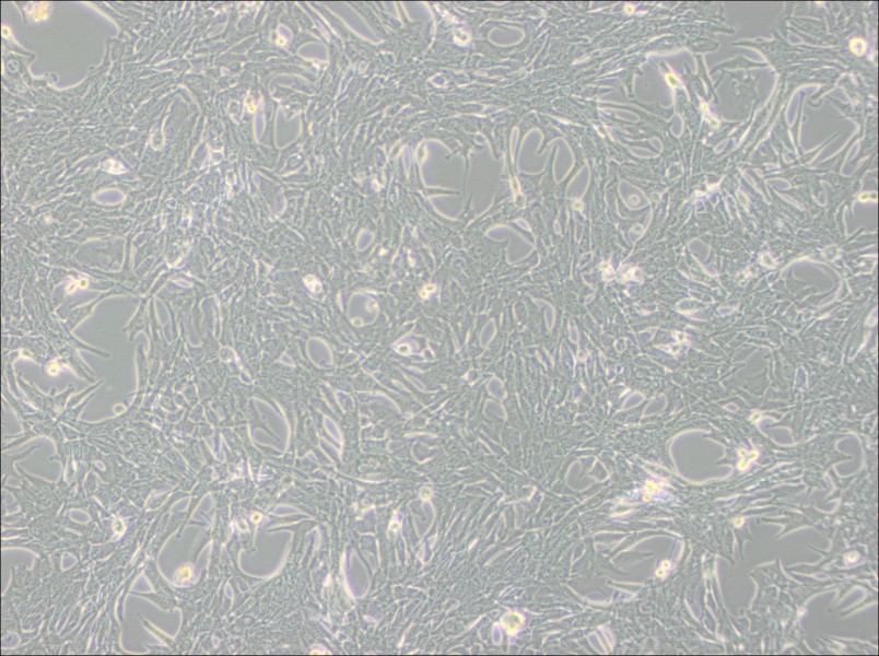 Panc02 Cell Complete MediumPanc02 Cell Complete Medium - 2