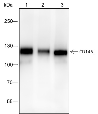 Recombinant CD146 Monoclonal Antibody - 2
