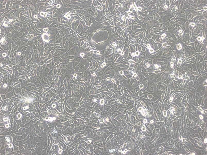 KU-19-19 Cell Complete MediumKU-19-19 Cell Complete Medium - 2