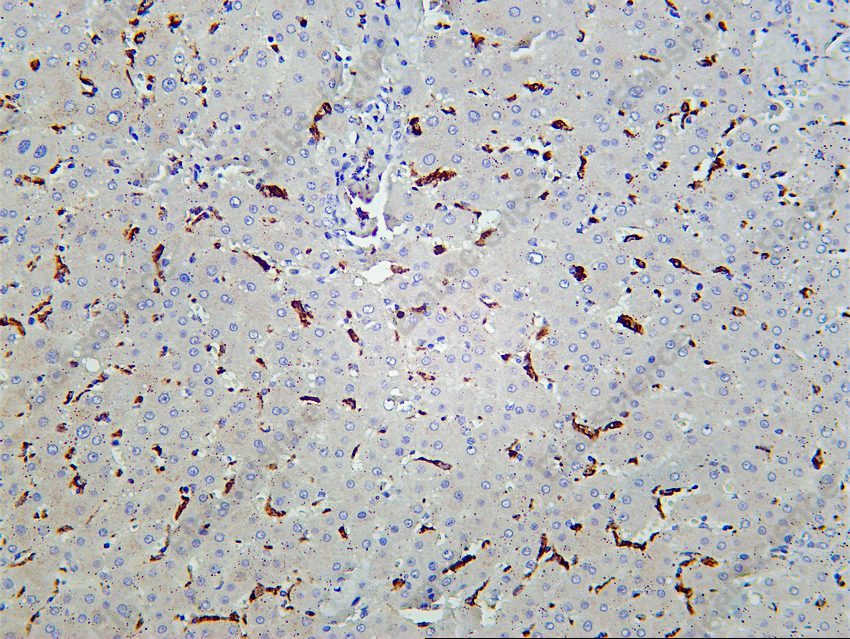 Recombinant CD68 Monoclonal Antibody - 3
