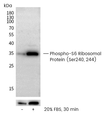 Recombinant Phospho-S6 Ribosomal Protein (Ser240, 244) Monoclonal Antibody-searchlist-1