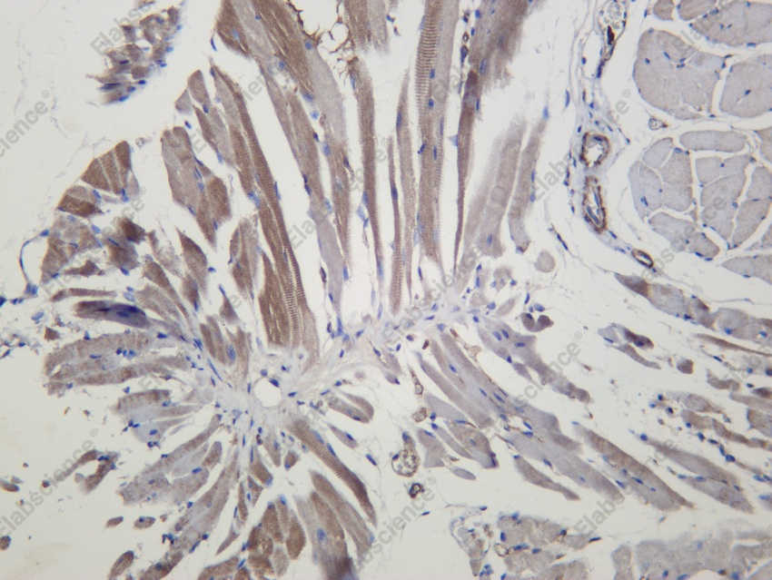 Recombinant RAP1A+RAP1B Monoclonal Antibody - 2