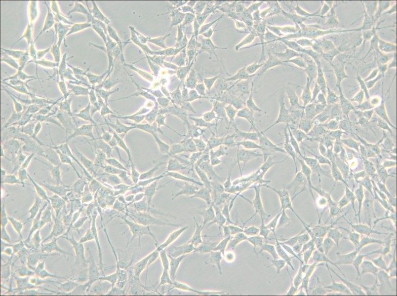 RG2[D74] Cell Complete Medium - 6