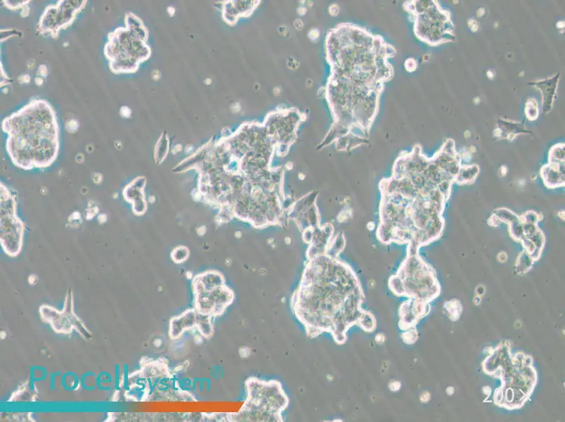 NCI-H209 [H209] Cell Complete Medium - small - 4