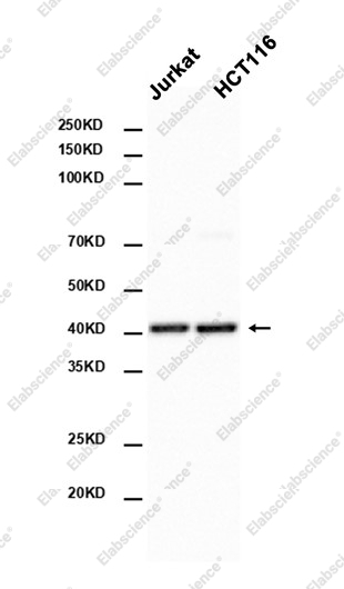 Recombinant ERK2 Monoclonal Antibody - 2