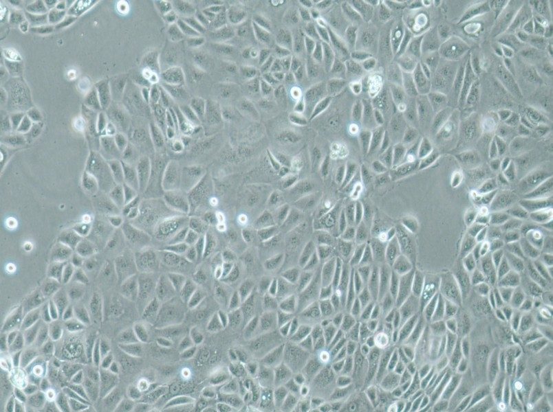 Panc 05.04 Cell Complete MediumPanc 05.04 Cell Complete Medium - 3