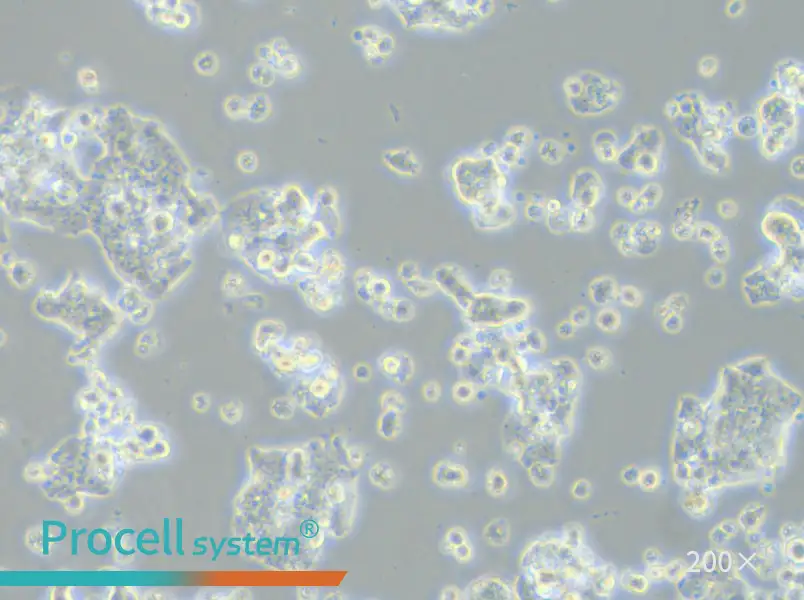 ECC12 Cell Complete Medium - 5