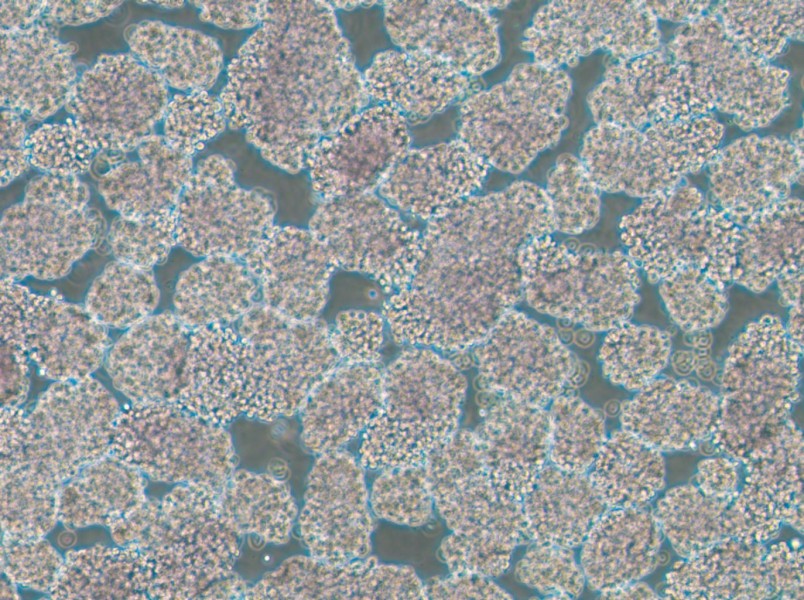 HuT 102 Cell Complete MediumHuT 102 Cell Complete Medium - 3