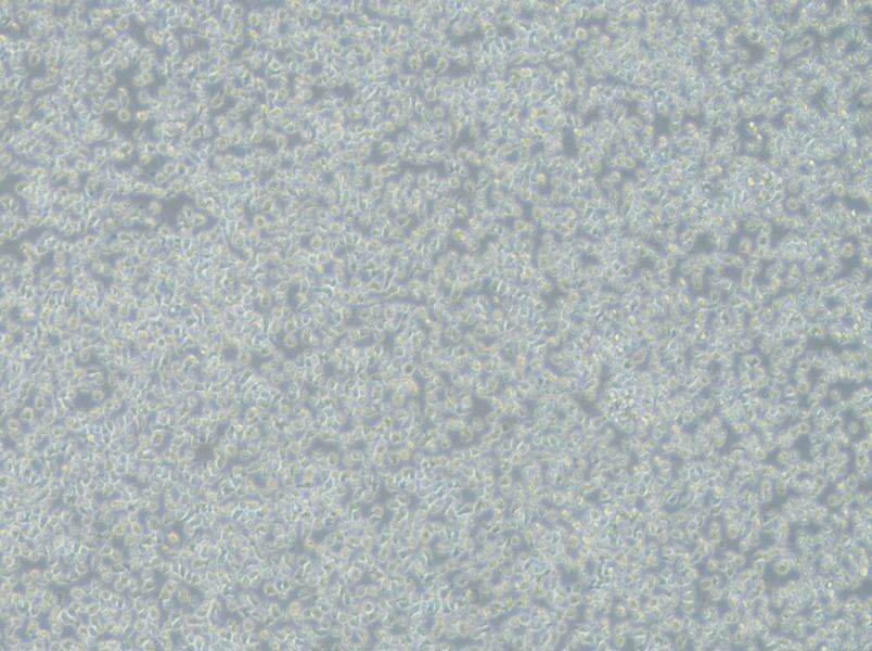 JM-1 Cell Complete Medium-searchlist-1