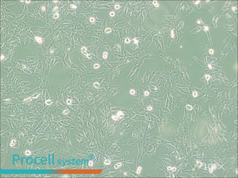 KMH-2 Cell Complete Medium - 1