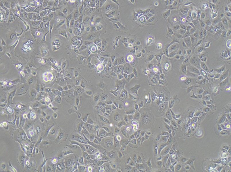 SW 1990 (DMEM) Cell Complete Medium-searchlist-1