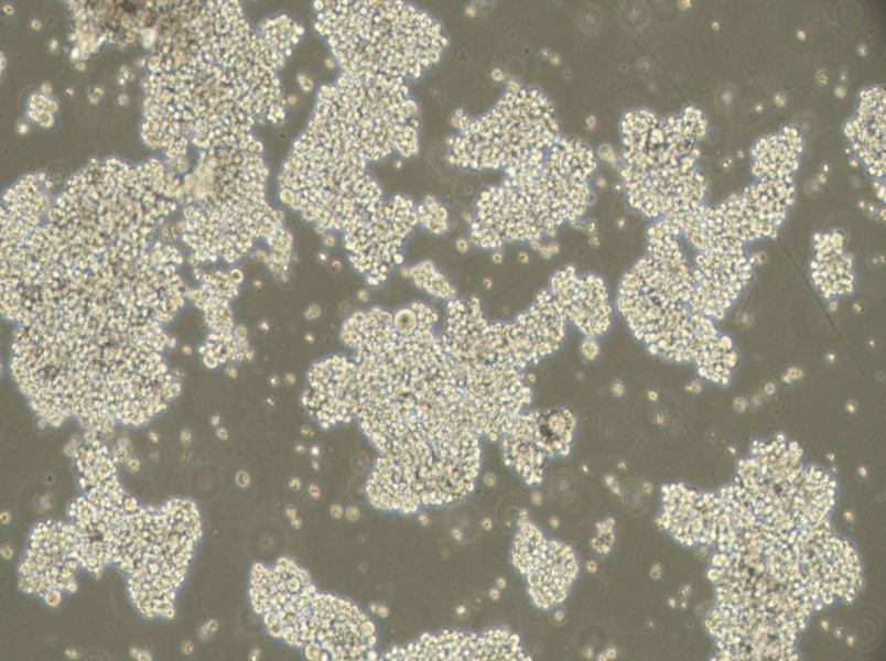 NCI-H716 [H716] Cell Complete Medium - 3