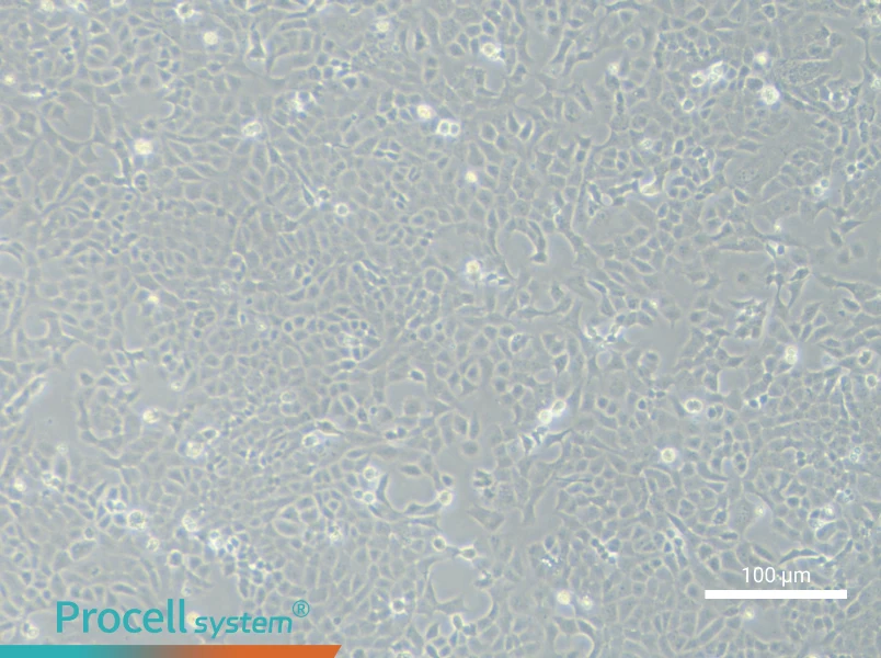 MLE-12MLE-12 - 1