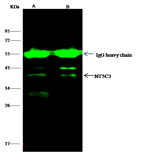 Recombinant NT5C3A/UMPH1 Monoclonal Antibody - small - 2