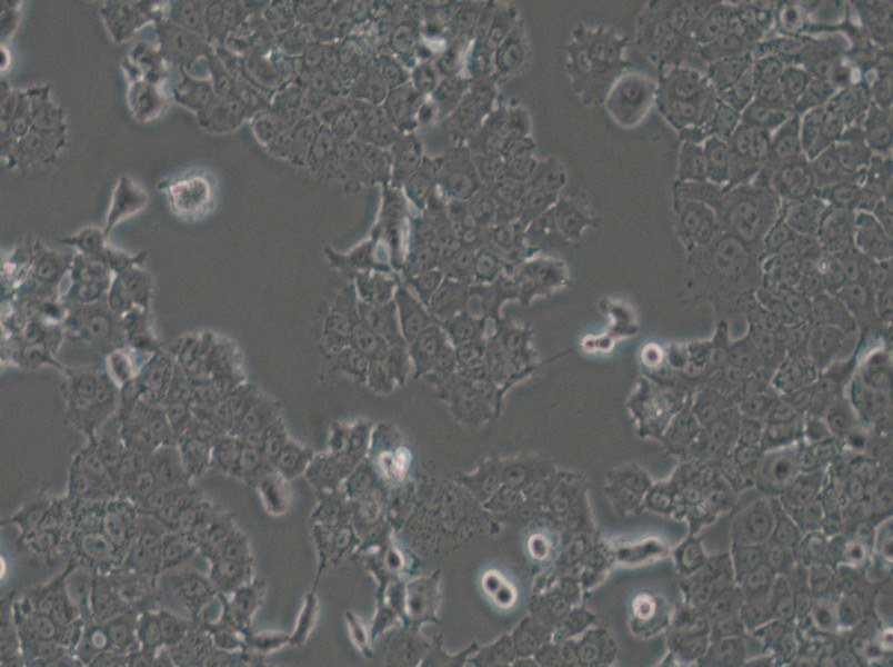 NCI-H1573 Cell Complete Medium - small - 6