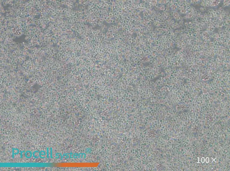 ST486 Cell Complete Medium - 1