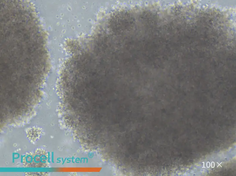 GM23687 Cell Complete MediumGM23687 Cell Complete Medium - 2