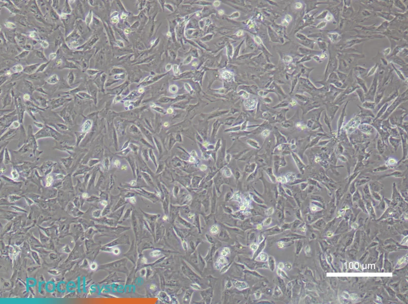 Mouse Preadipocyte Complete Medium - 3