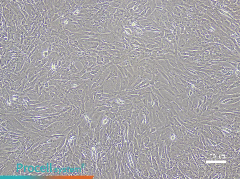 Mouse Dermal Papilla Cell Complete Medium - 1