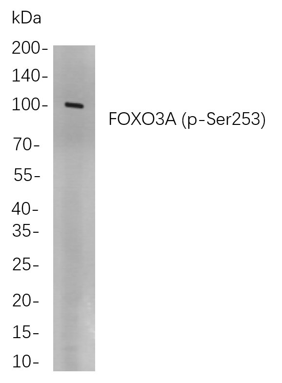 Recombinant Phospho-FOXO3A (Ser253) Monoclonal Antibody-searchlist-1