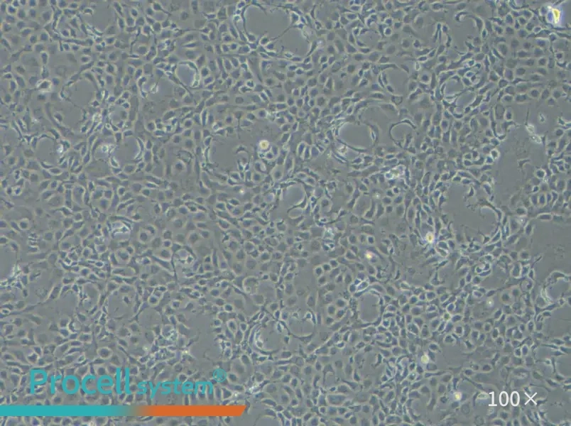 EPC Cell Complete Medium - 1