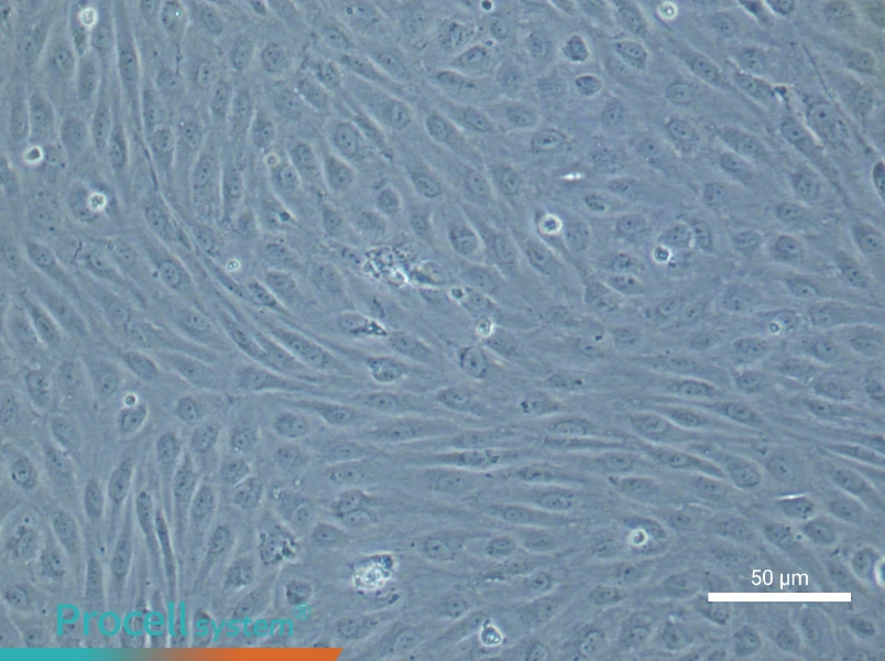 Human Aortic Endothelial Cell Complete Medium - 5