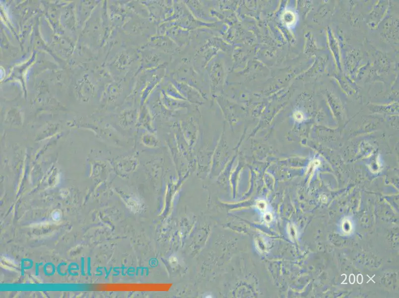 LX-2 Cell Complete Medium - small - 5