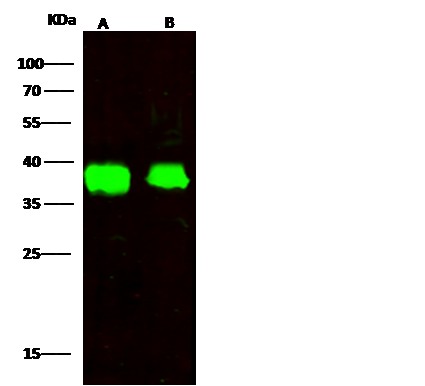 Recombinant FDPS/Farnesyl Diphosphate Synthase Monoclonal Antibody - small - 4