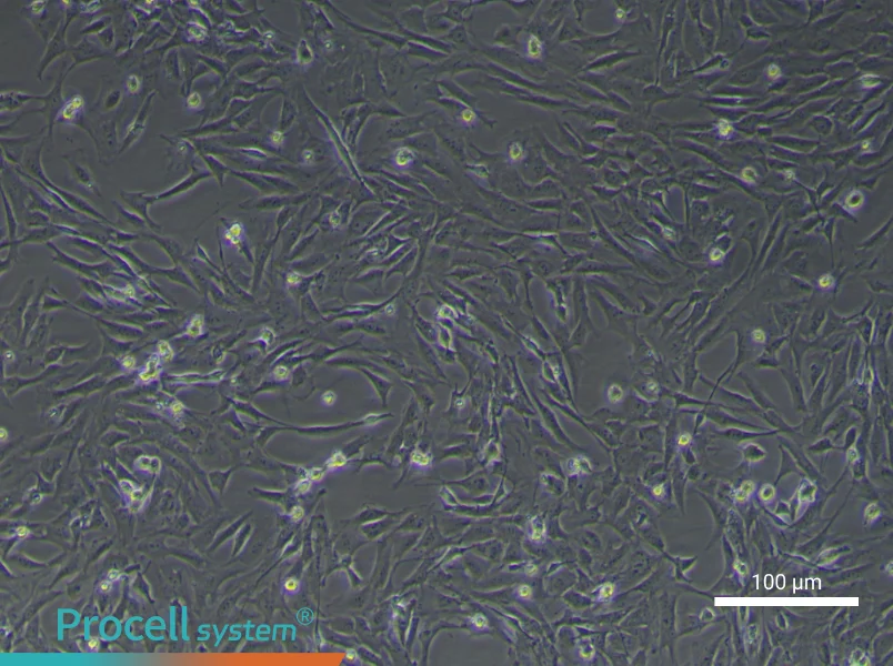 Mouse Gingival Fibroblasts - 1